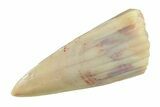 Fossil Amphibian (Apachesaurus) Tooth - Arizona #277128-1